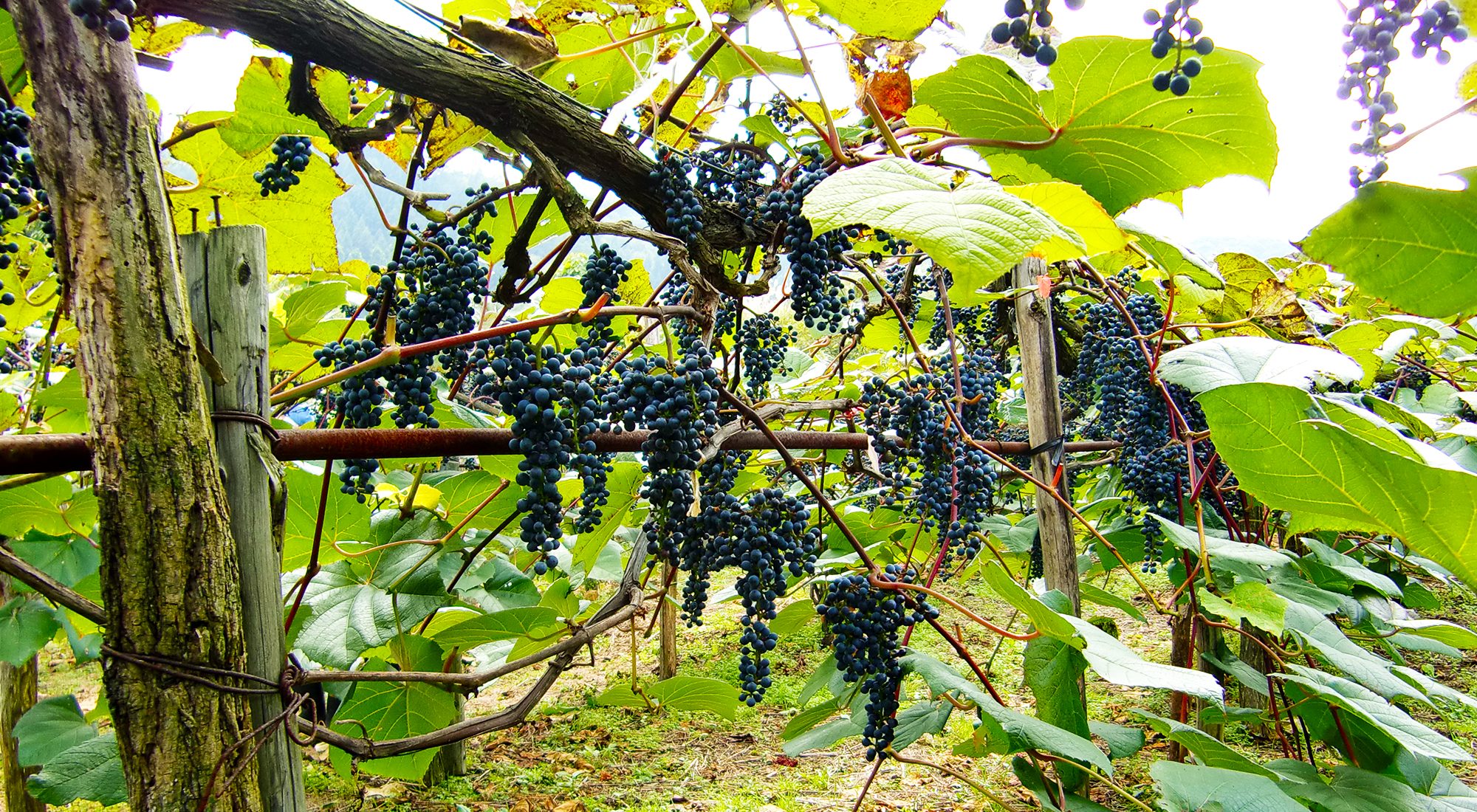 リース　特大サイズ　山葡萄　希少素材 Mountain Grapes – 田所食品株式会社